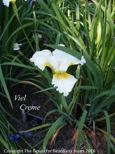 DSCF1466 - Viel Creme